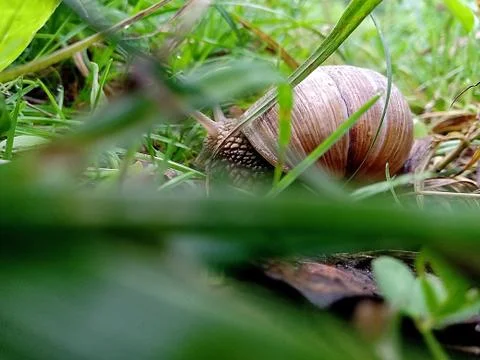 Snail crawling on the grass against the backdrop of green vegetation Foto stock