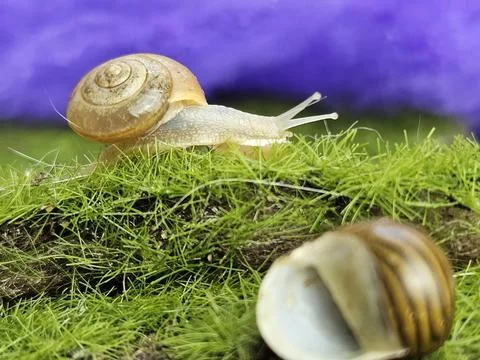 Snail crawling on grass and an empty shell in the foreground Stock Photos