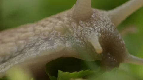 A snail crawling on the grass, close-up, snail horns. Stock Footage 247412939
