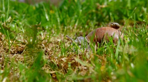 Snail crawling on the grass Stock Footage 8569160