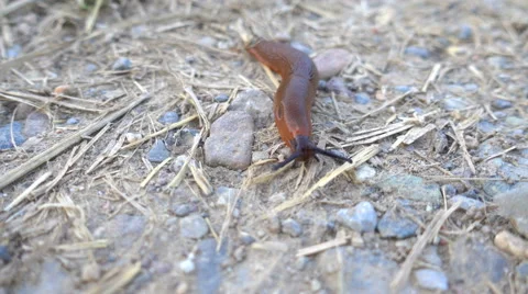 Snail Crawling in the Grass Stock Footage 66204845