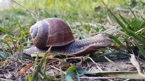 A snail crawling on the grass. Stock Footage 80759159