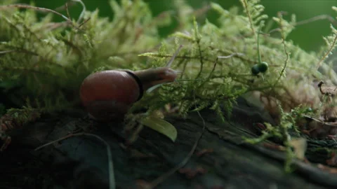 Snail Crawling On The Grass Stock Footage 267070661
