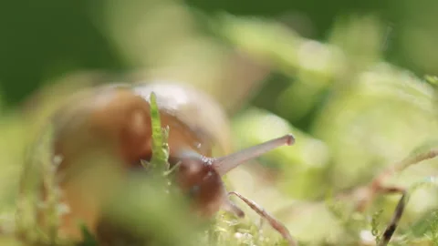 Snail Crawling On The Grass Stock Footage 267074168