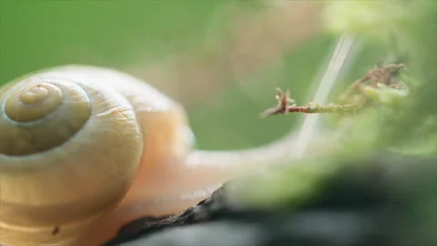 Snail Crawling On The Grass Stock Footage 267083658