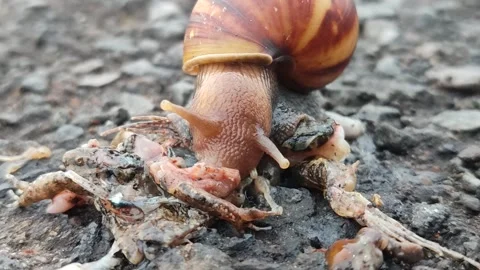 Snail Crawling on Grass Video stock 321573694