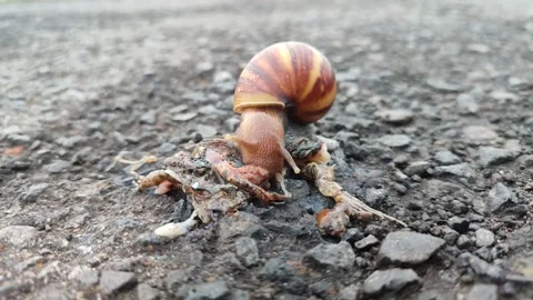 Snail Crawling on Grass Stock Footage 321573702