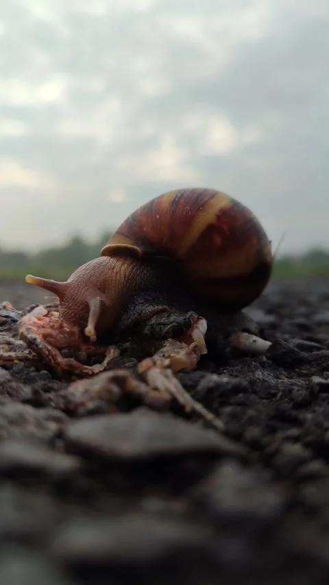 Snail Crawling on Grass Stock Footage 321573733