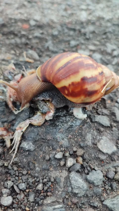 Snail Crawling on Grass Stock Footage 321573743