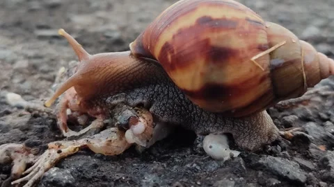 Snail Crawling on Grass Stock Footage 321573769