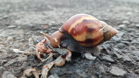 Snail Crawling on Grass Stock Footage 321573789