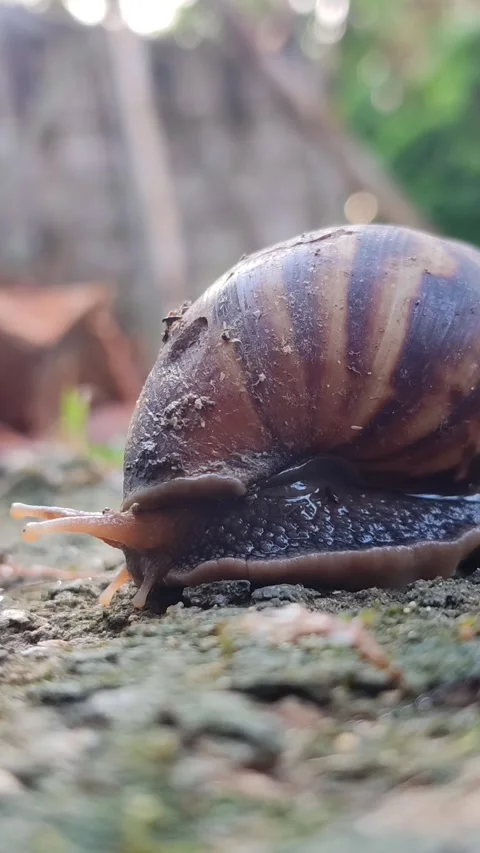 Snail Crawling on Grass Stock Footage 331968759