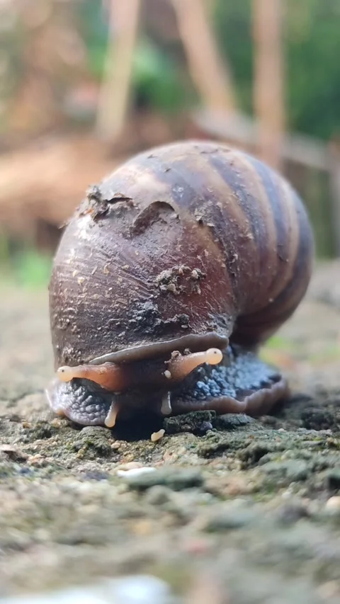 Snail Crawling on Grass Stock Footage 331968777