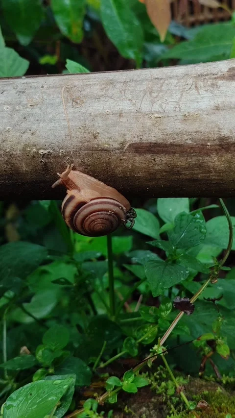 Snail Crawling on Grass Stock Footage 331968783
