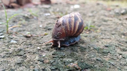 Snail Crawling on Grass Stock Footage 331968785
