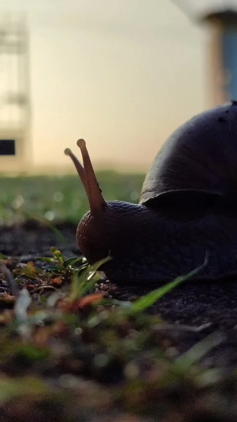 Snail Crawling on Grass Stock Footage 332257768