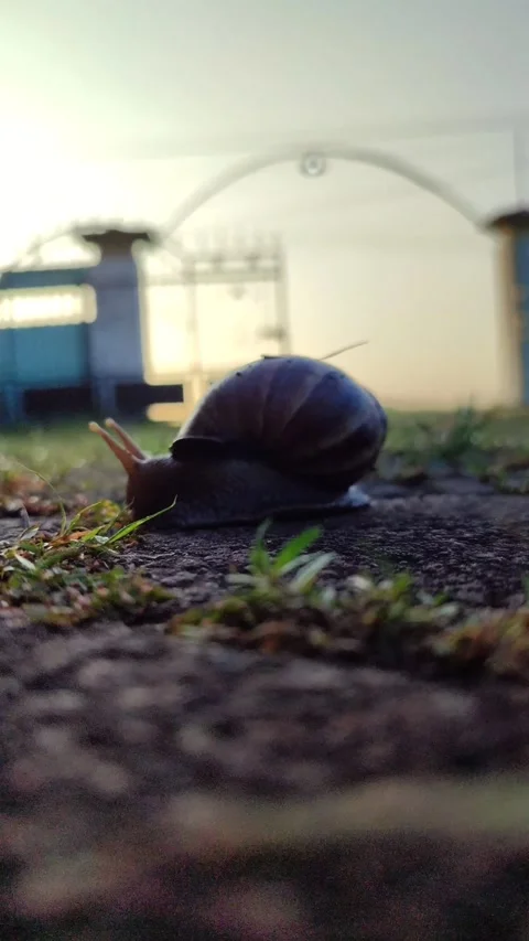 Snail Crawling on Grass Stock Footage 332257773