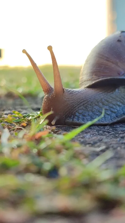 Snail Crawling on Grass Stock Footage 332257778