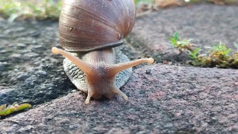 Snail Crawling on Grass Stock Footage 332257792