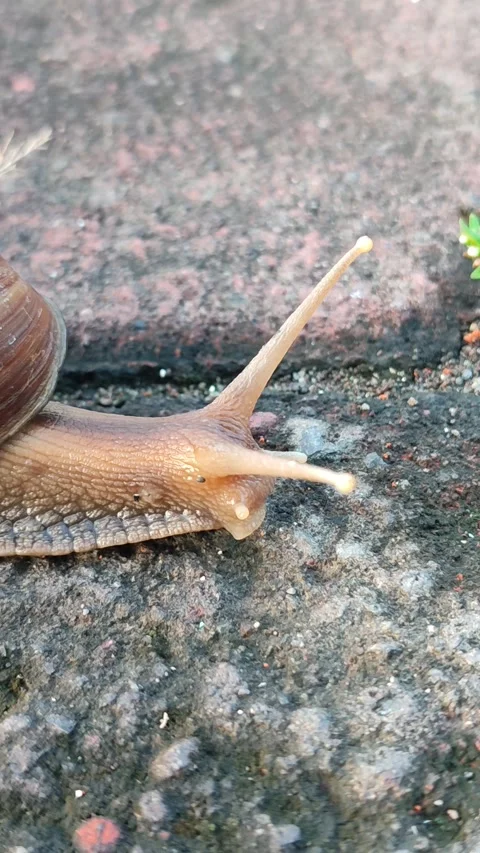 Snail Crawling on Grass Stock Footage 332257810