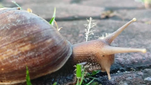 Snail Crawling on Grass Stock Footage 332257832