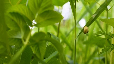 Snail crawling on the grass at ground level, the grass shakes the wind, lush gre Stock Footage 90332936