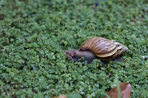 Snail crawling on the grass Stock Photos