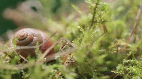 Snail Crawling On The Grass Video Stock Footage 267067781