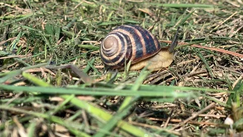 Snail crawling on the green grass. Stock Footage 107220749