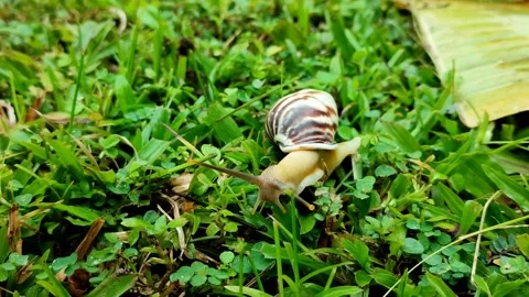 A Snail crawling in the green grass Stock Footage 224334886