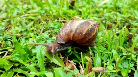 A Snail crawling in the green grass Stock Footage 224335170