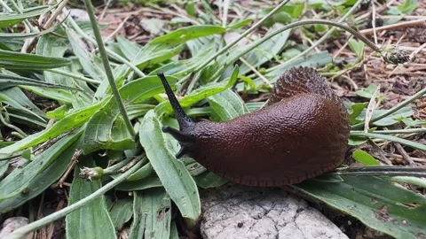 A snail crawling on the green grass Vídeos de archivo 327865254