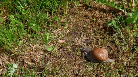 Snail crawling on the green grass, time lapse Stock Footage 8565432