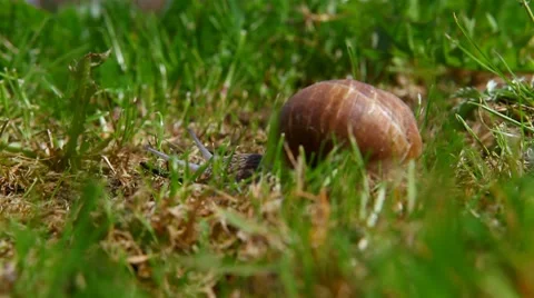 Snail crawling on the green grass, time lapse Stock Footage 8565516