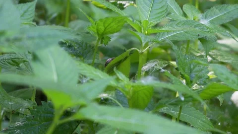 Snail Crawling on Green Leaf with Ant Nearby in Lush Garden Setting 4K Slow Stock Footage 337228641