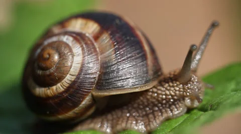 Snail crawling on green leaf Stock Footage 38093096