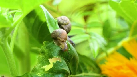 Snail crawling on green leaf Stock Footage 202235198