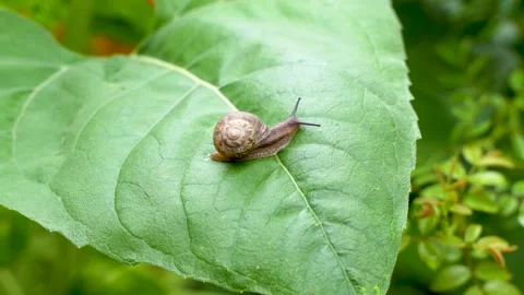 Snail crawling on green leaf Stock Footage 202235398