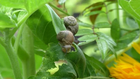 Snail crawling on green leaf Stock Footage 202235399