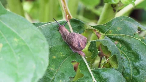 Snail crawling on green leaf Stock Footage 202235831