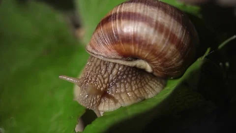 Snail crawling on a green leaf, macro shot Stock Footage 76838530