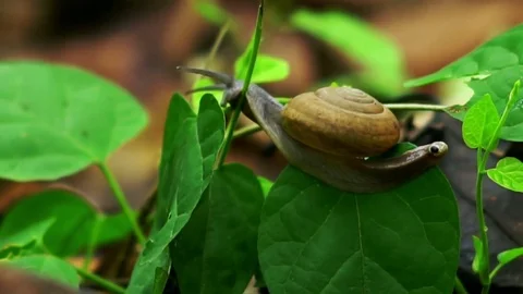 Snail Crawling on the Green Leaf in the Rain Forrest Stock Footage 76063802