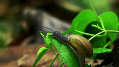 Snail Crawling on the Green Leaf in the Rain Forrest Stock Footage 247459833