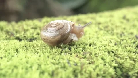 Snail crawling on green moss Stock Footage 295989681