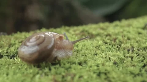 Snail crawling on green moss Stock Footage 295989683