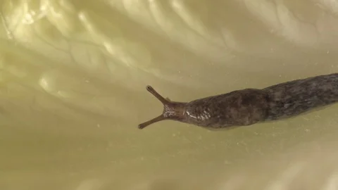 Snail crawling on Green Salad Leaf (Macro) Video stock 88528310