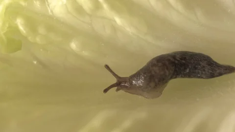 Snail crawling on Green Salad Leaf (Macro) Video stock 88530190