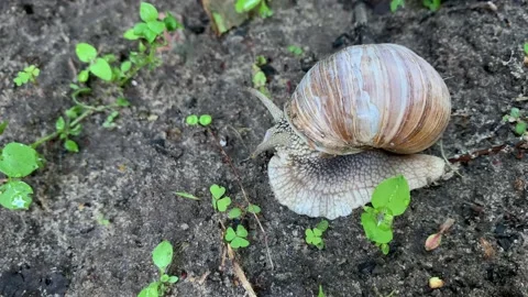 Snail crawling on the ground, close - up Stock Footage 156572909