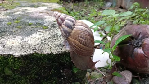 Snail crawling on the ground Stock Footage 202133706