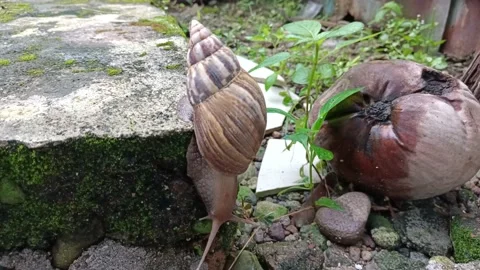 Snail crawling on the ground Stock Footage 202133712